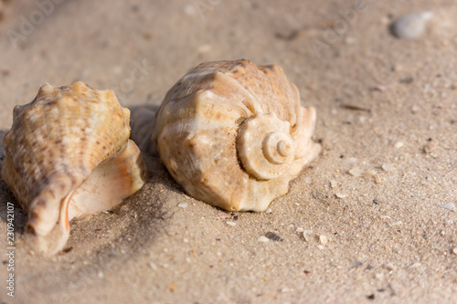 Two seashells on white sand closeup