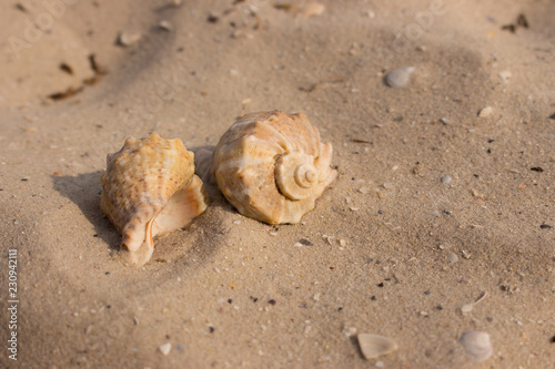 Two seashells on white sand closeup. Shells concept. Marina decoration. Sea life. Tropical life and vacation background. Shells on beach.