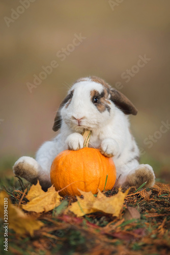Funny little rabbit sitting with a pumpkin Fototapet