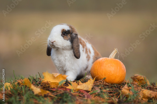 Little rabbit with a pumpkin in autumn
