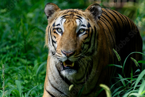 Indian Bangol Tiger