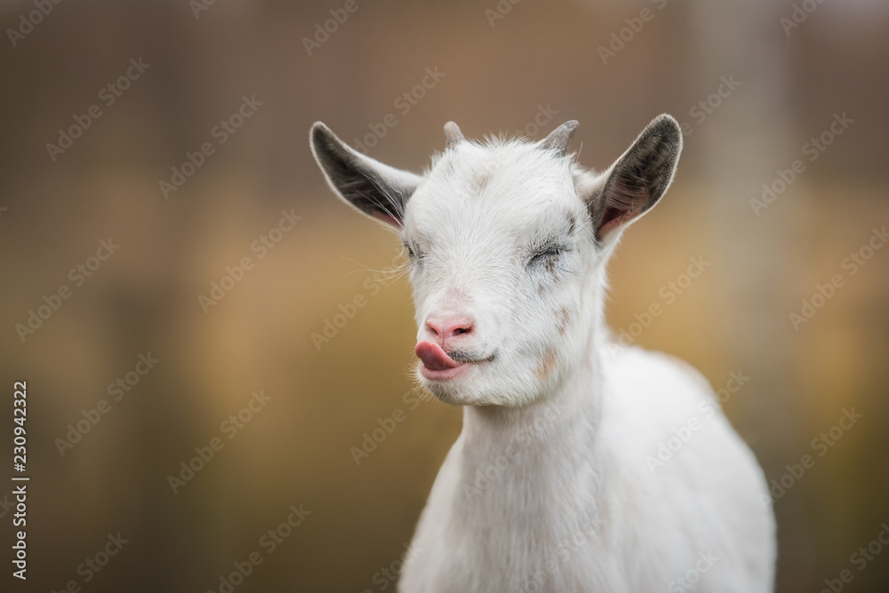 Funny little  goat showing a tongue