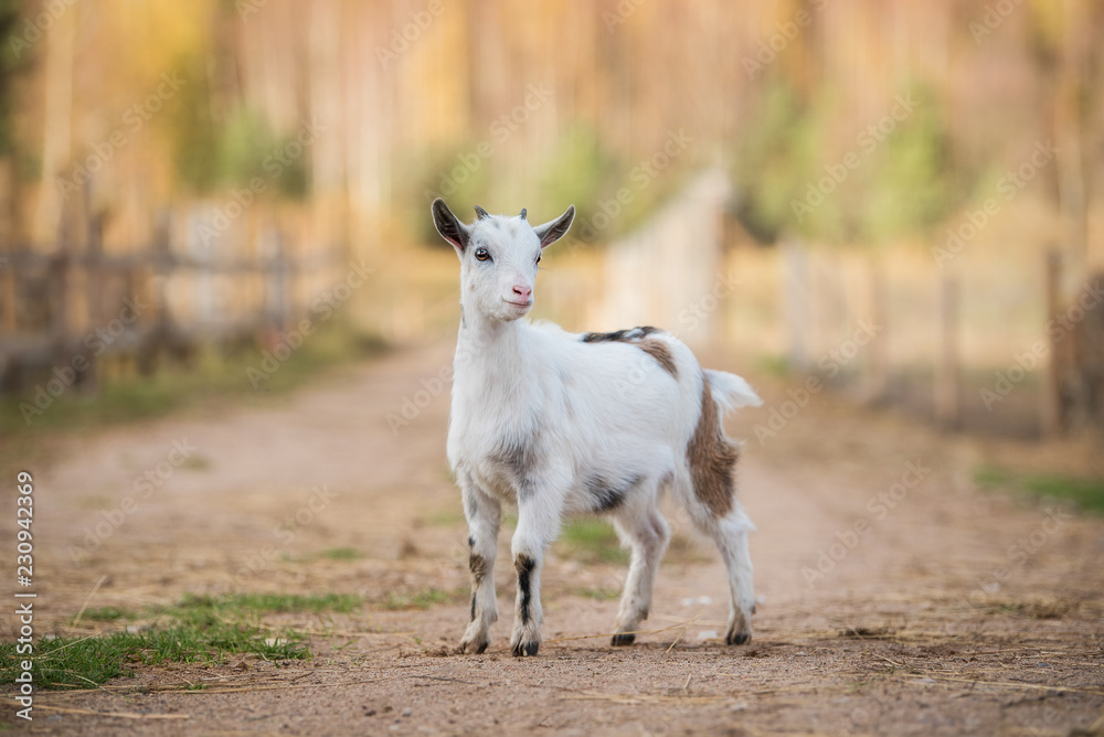 Little white goat in the yard Little white goat in the yard