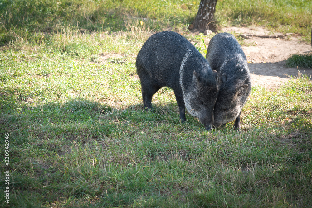 Two black boars on a glade on a summer day. Two black boars on a glade on a summer day.