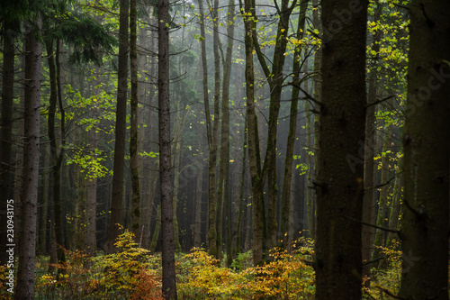 Buntes Leuchten der Laubblätter im herbstlichen Mischwald