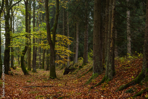 Bunte Farben im Mischwald. Jahreszeit Herbst in der Natur © ohenze