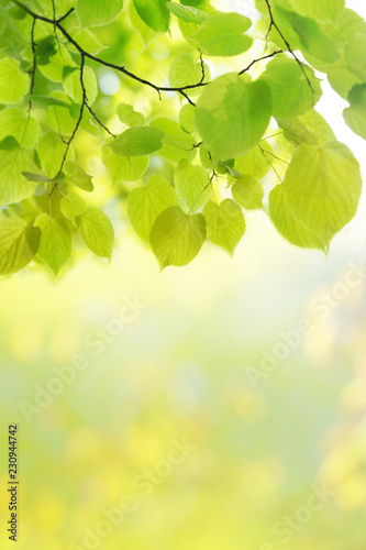 Green leaves sunlight background