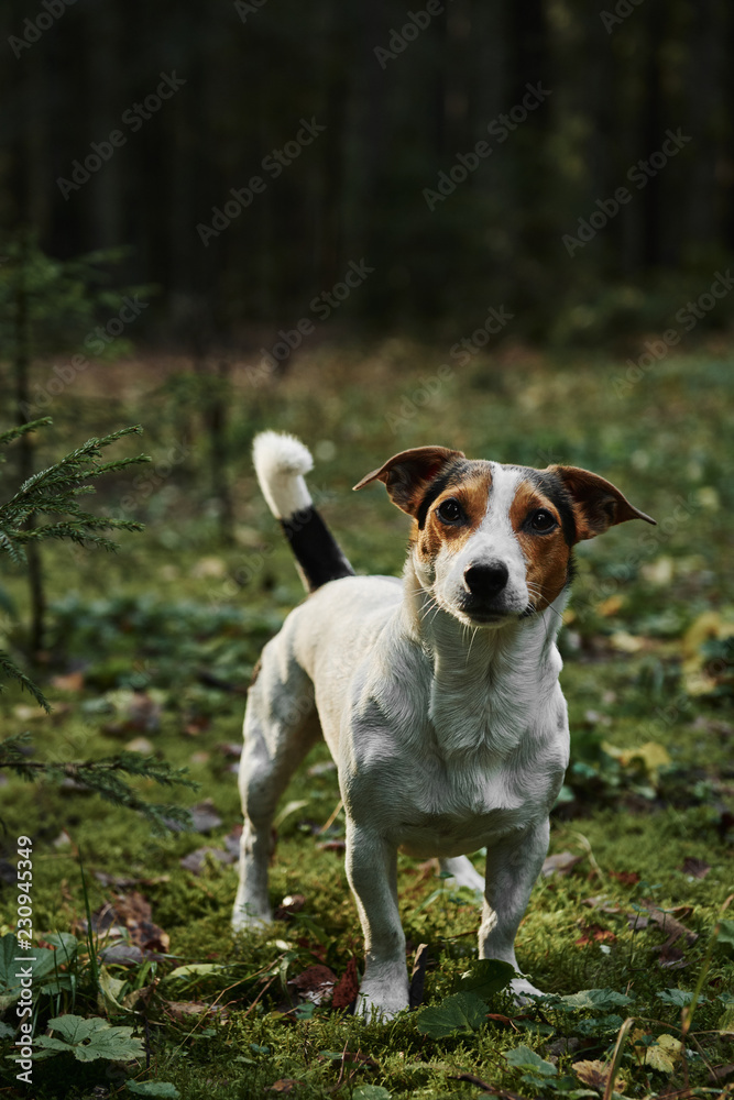 Dog standing on path in the forest