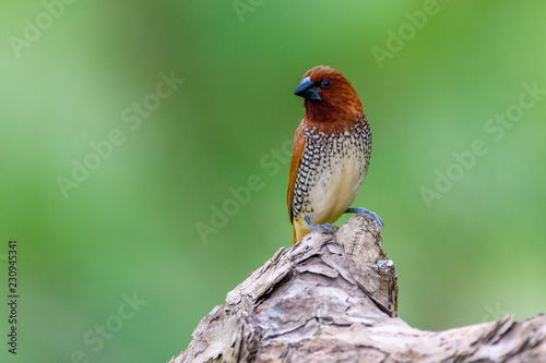 scaly breasted munia on tree branch with isolated background photo