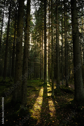 Fototapeta Naklejka Na Ścianę i Meble -  Sunlight streaming through a autumn pine forest