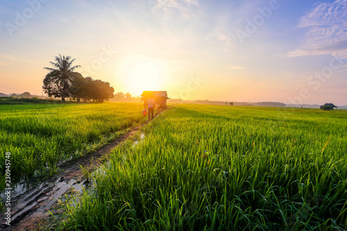 A Beautiful Picture Of Beautiful view of rice paddy field during sunrise in Malaysia.