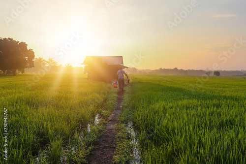 A Beautiful Picture Of Beautiful view of rice paddy field during sunrise in Malaysia.