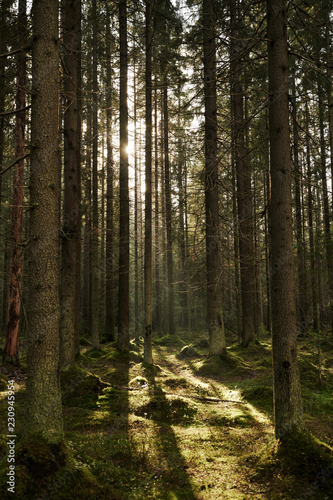 Fototapeta premium Sunlight streaming through a autumn pine forest