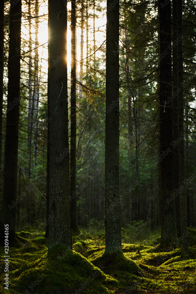 Sunlight streaming through a autumn pine forest