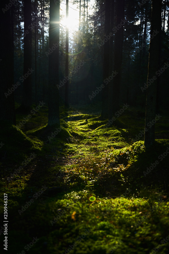 Fototapeta premium Sunlight streaming through a autumn pine forest