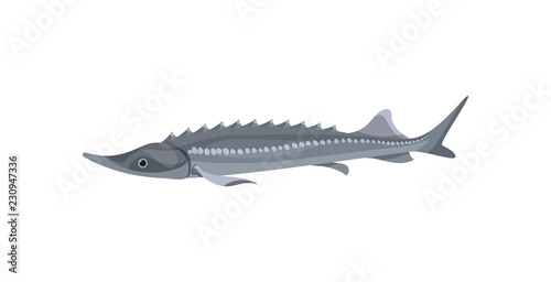 Gray Atlantic sturgeon. Predatory fish. Marine fauna. Sea and ocean life theme. Flat vector design