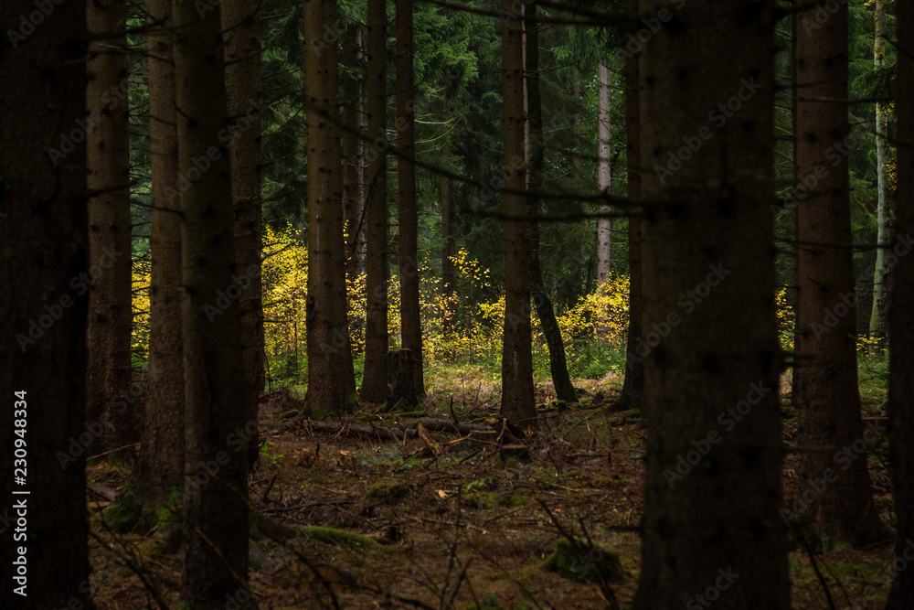 Obraz premium Dunkler Wald mit dicken Baumstämmen