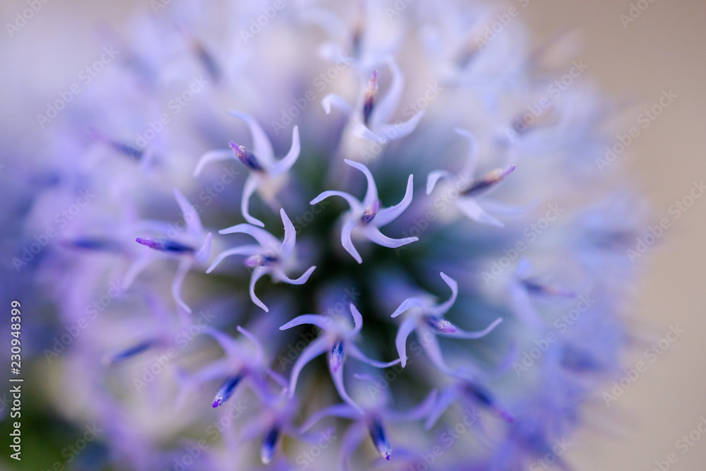 Blue Globe Thistle plant