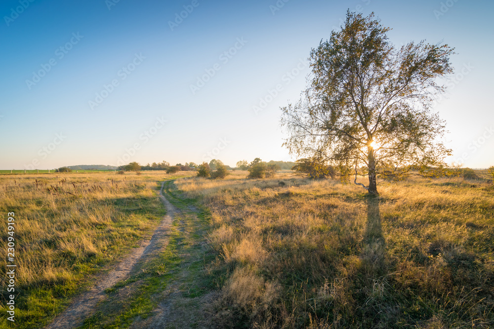 Sonnenuntergang über Heide Landschaft mit Baum Sonnenuntergang über Heide Landschaft mit Baum