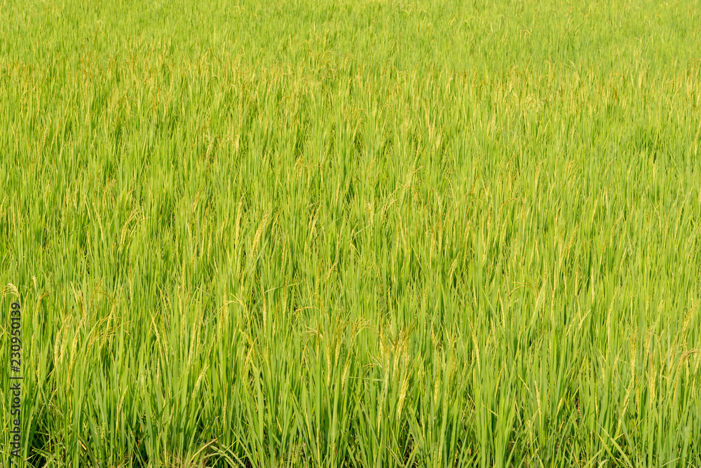 rice field rice field