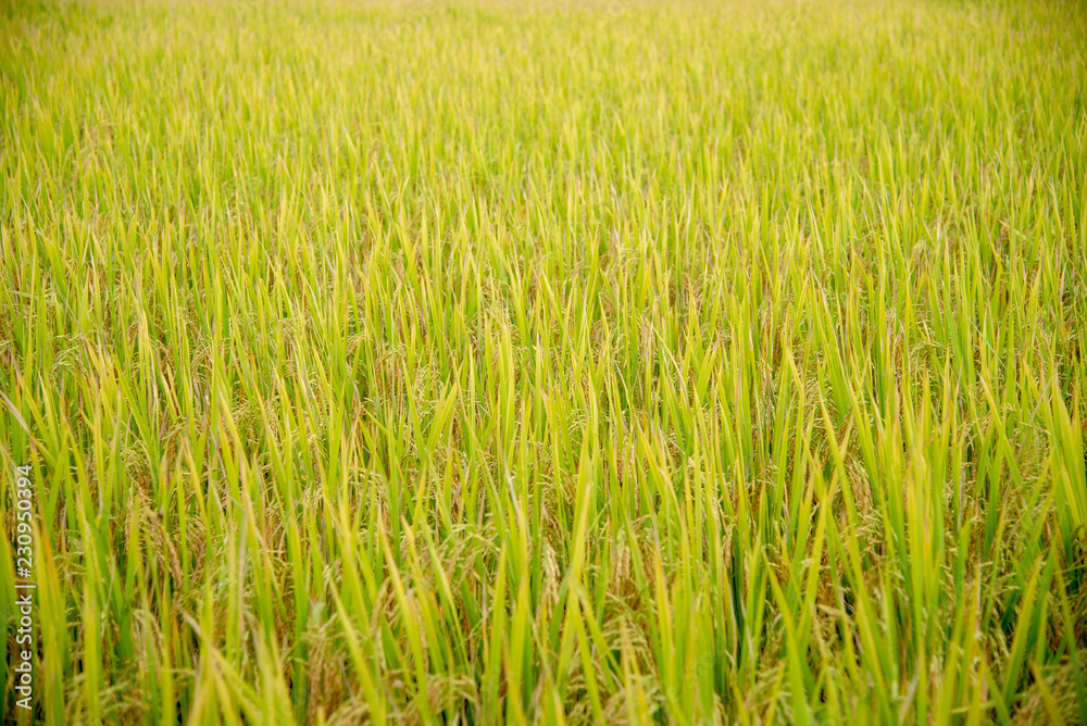 rice field rice field