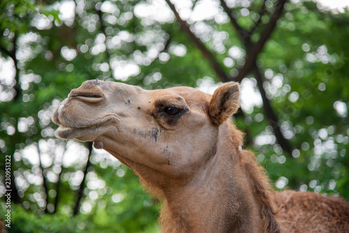 Camel with green nature background.