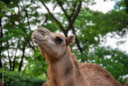 Camel with green nature background.