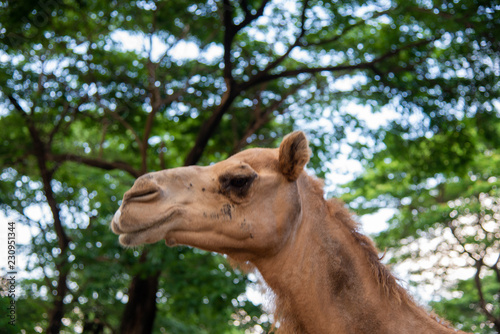 Camel with green nature background.