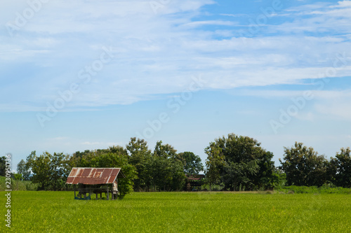 Little hut on the rice field in a cloudy day.