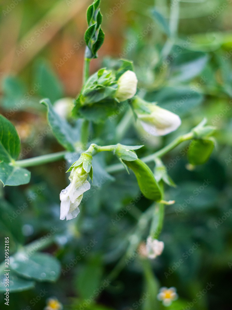 Young peas pods. Fresh bright green pea pods on a pea plants in a garden. Growing peas outdoors. Healthy food. Young peas pods. Fresh bright green pea pods on a pea plants in a garden. Growing peas outdoors. Healthy food.