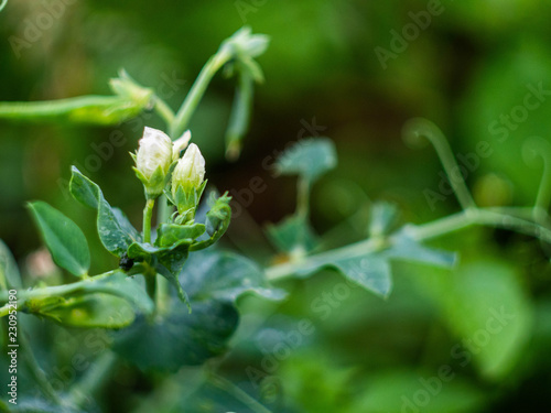 Young peas pods. Fresh bright green pea pods on a pea plants in a garden. Growing peas outdoors. Healthy food.