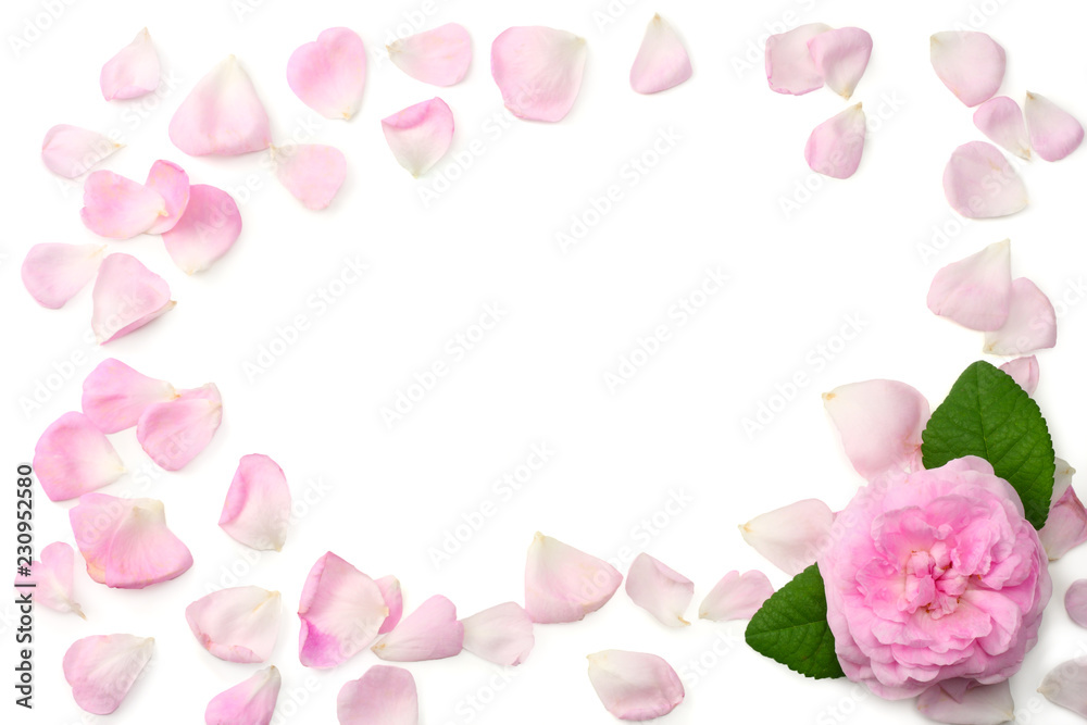 Pink rose flowers isolated on white background. top view