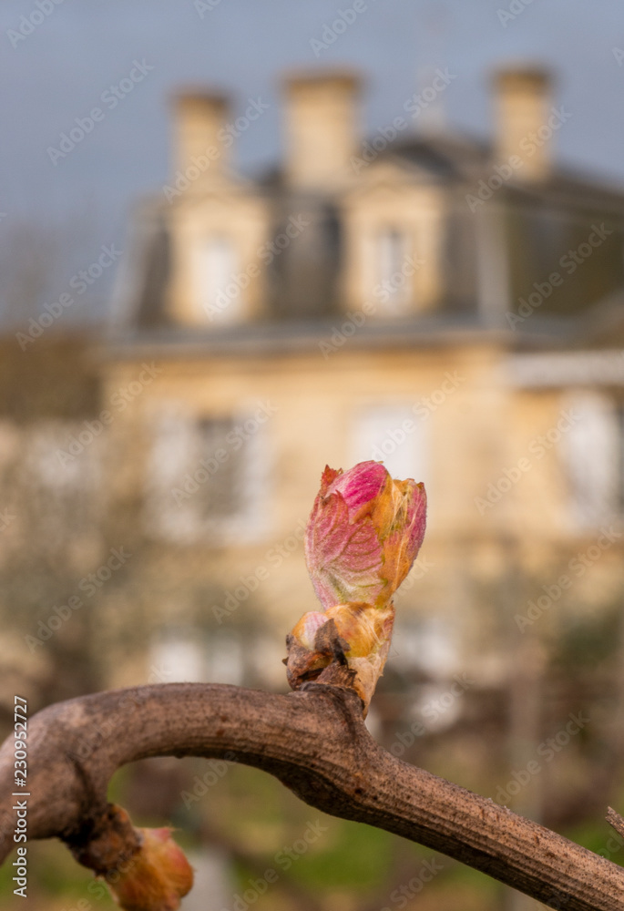 Vineyard, New growth budding out from grapevine Vineyard, New growth budding out from grapevine