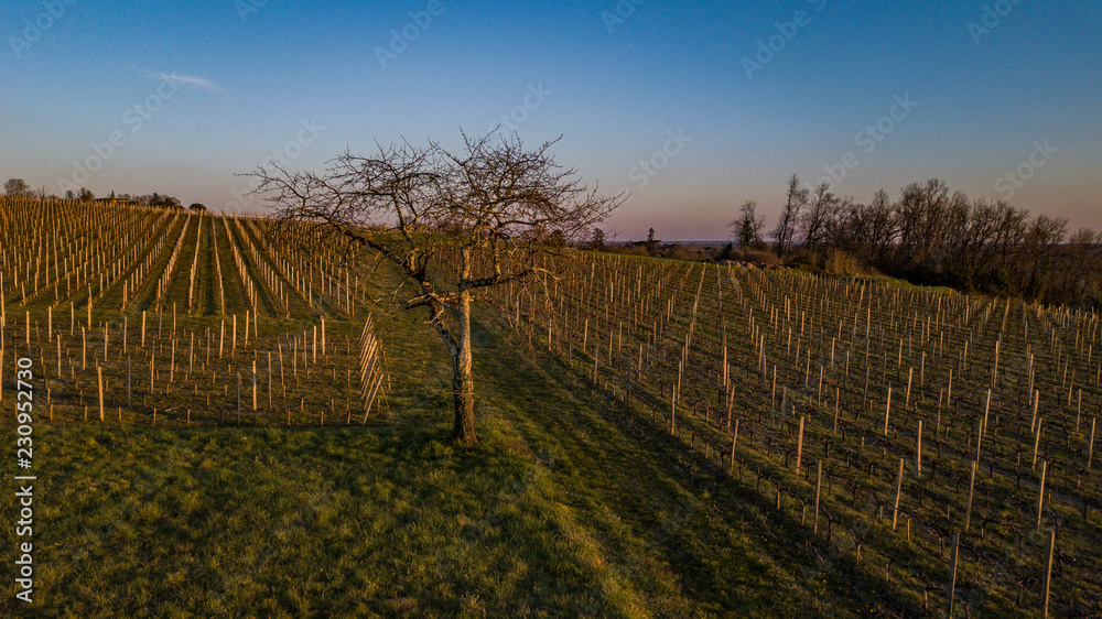 Fototapeta premium Flying over a vineyard in a winter day