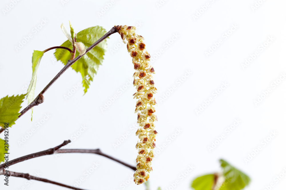 Naklejka premium birch earrings