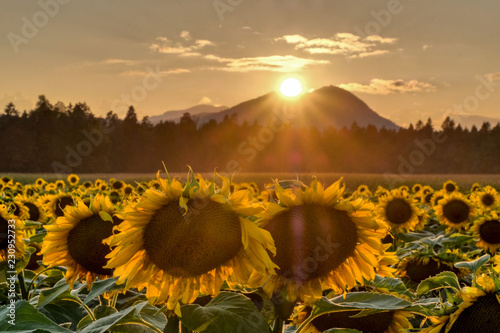 Sunflower field in sunset photo