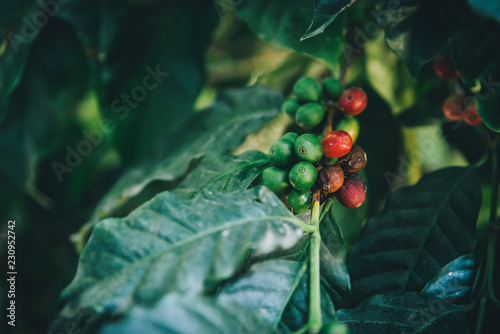 Closeup of coffee beans fruit on tree in farm and plantations