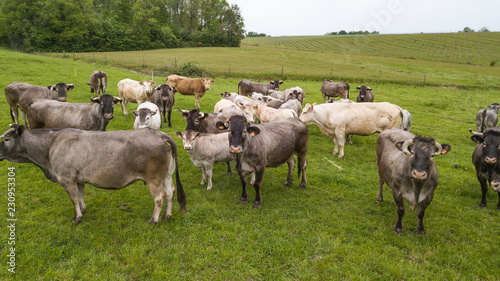 Aerial view Bazadaise cows and calves daisy in the meadow, Gironde