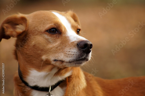 Porträt eines Mischlingshundes