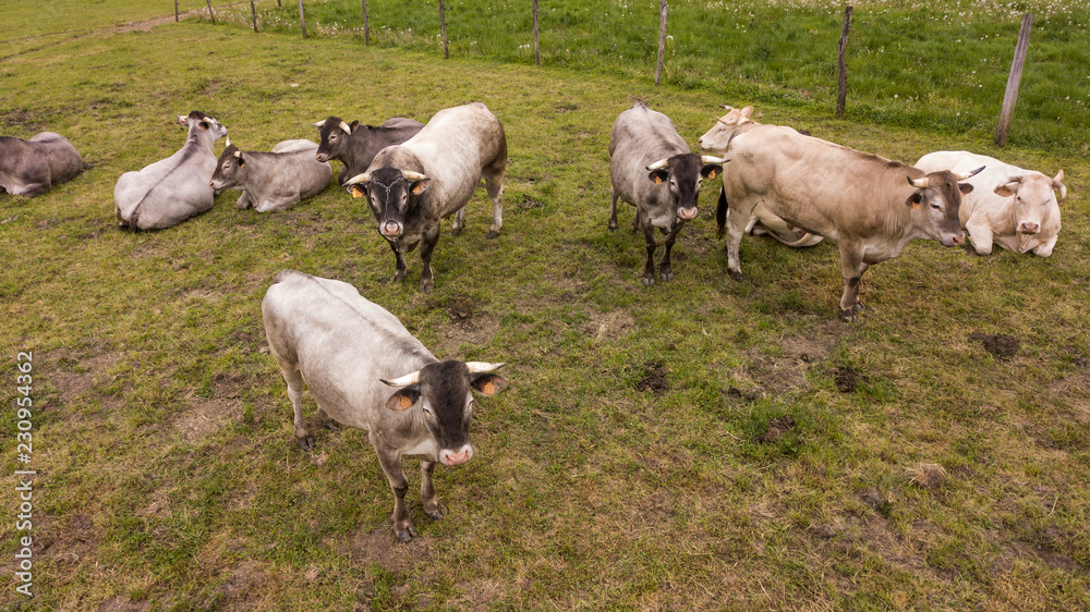 Aerial view Bazadaise cows and calves daisy in the meadow, Gironde Aerial view Bazadaise cows and calves daisy in the meadow, Gironde