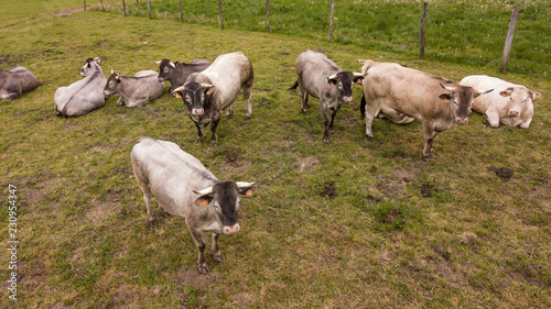 Fototapeta Naklejka Na Ścianę i Meble -  Aerial view Bazadaise cows and calves daisy in the meadow, Gironde