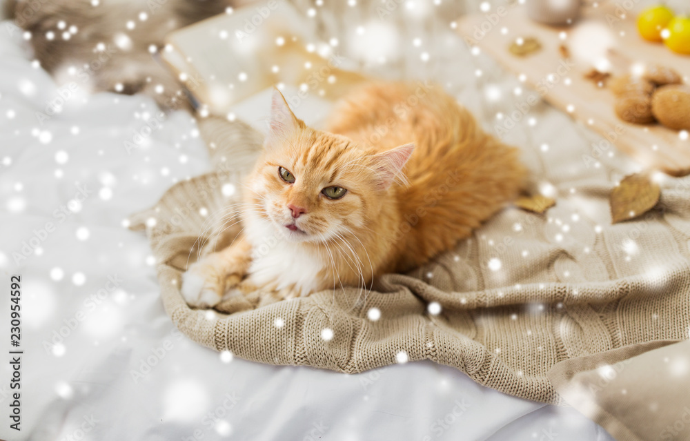 pets, hygge and winter concept - red tabby cat lying on blanket at home over snow
