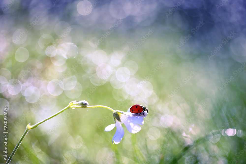 Fototapeta premium Mała czerwona biedronka chodzi wokół rośliny i wypatruje mszyc.