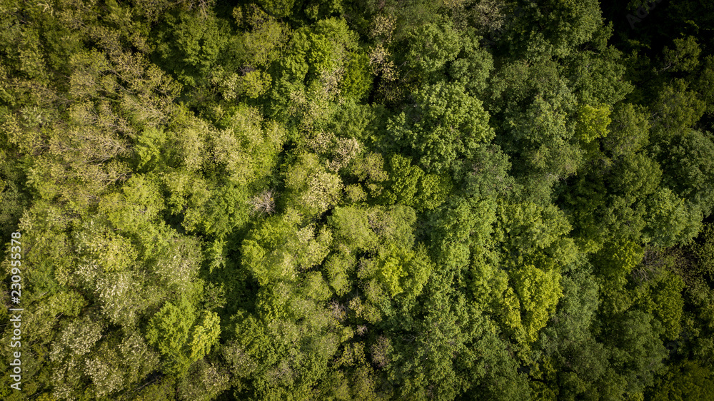 Aerial of flying over a beautiful green forest in a rural landscape, Gironde