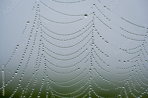 Water drops in spiders net
