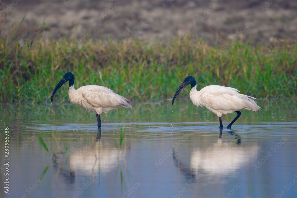 Fototapeta premium large water bird, black head ibis finshing in water body
