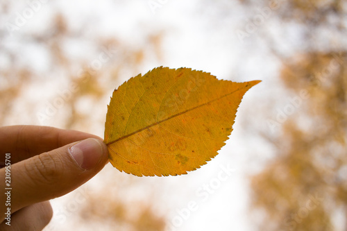 Hand holding yellow autumn leaf on sky background. Autumn time season concept. Composition in park.