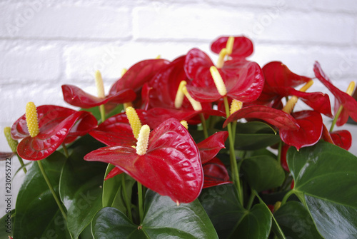 Anthurium Red Champion grow in the flower pot. Spring time in  Netherlands. 