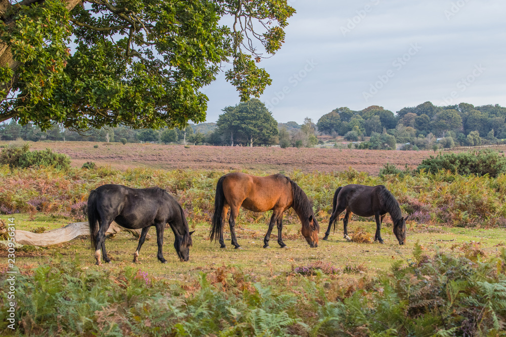 Fototapeta premium New Forest Pony