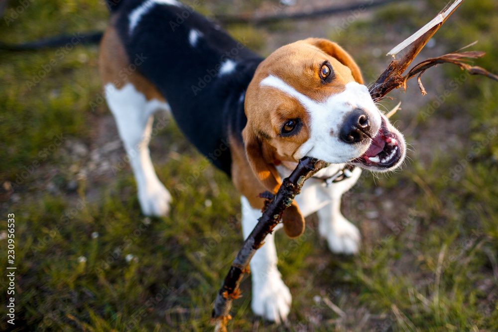 Beautiful beagle dog tricolor with big eyes gnaws a stick in a clearing